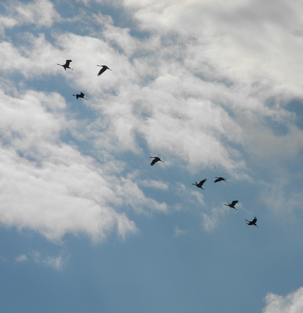 Schräge Fluglinie der Kraniche