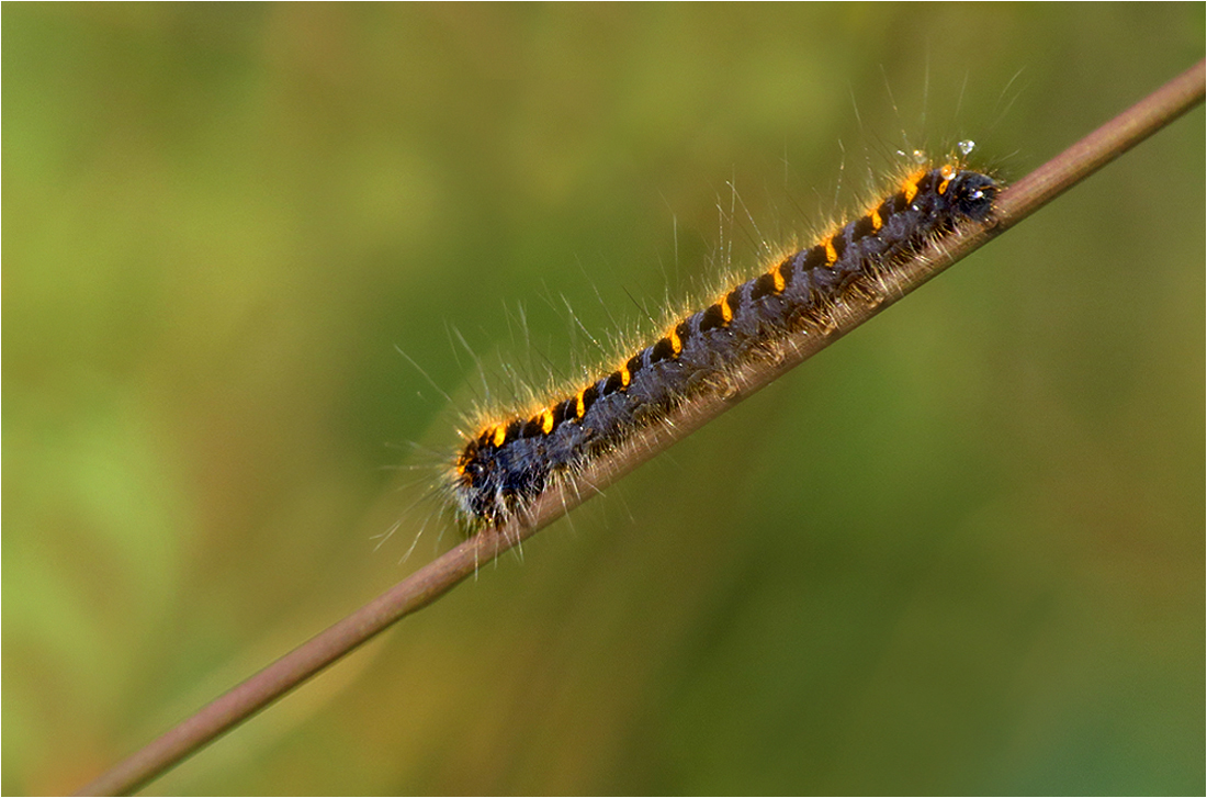  Schräge Raupe