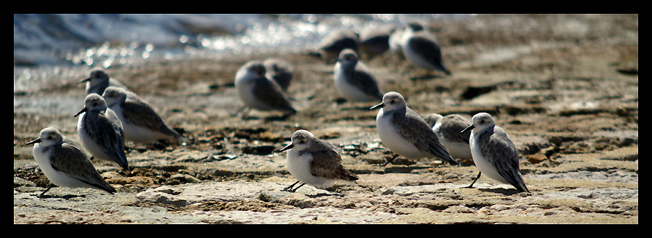 Schräge Vögel