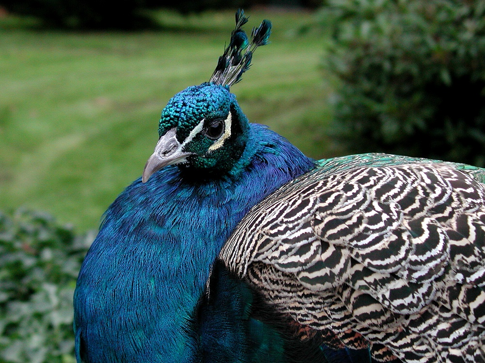 Schräge Vögel in Warwick Gardens