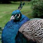 Schräge Vögel in Warwick Gardens
