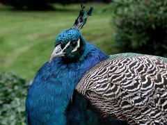 Schräge Vögel in Warwick Gardens