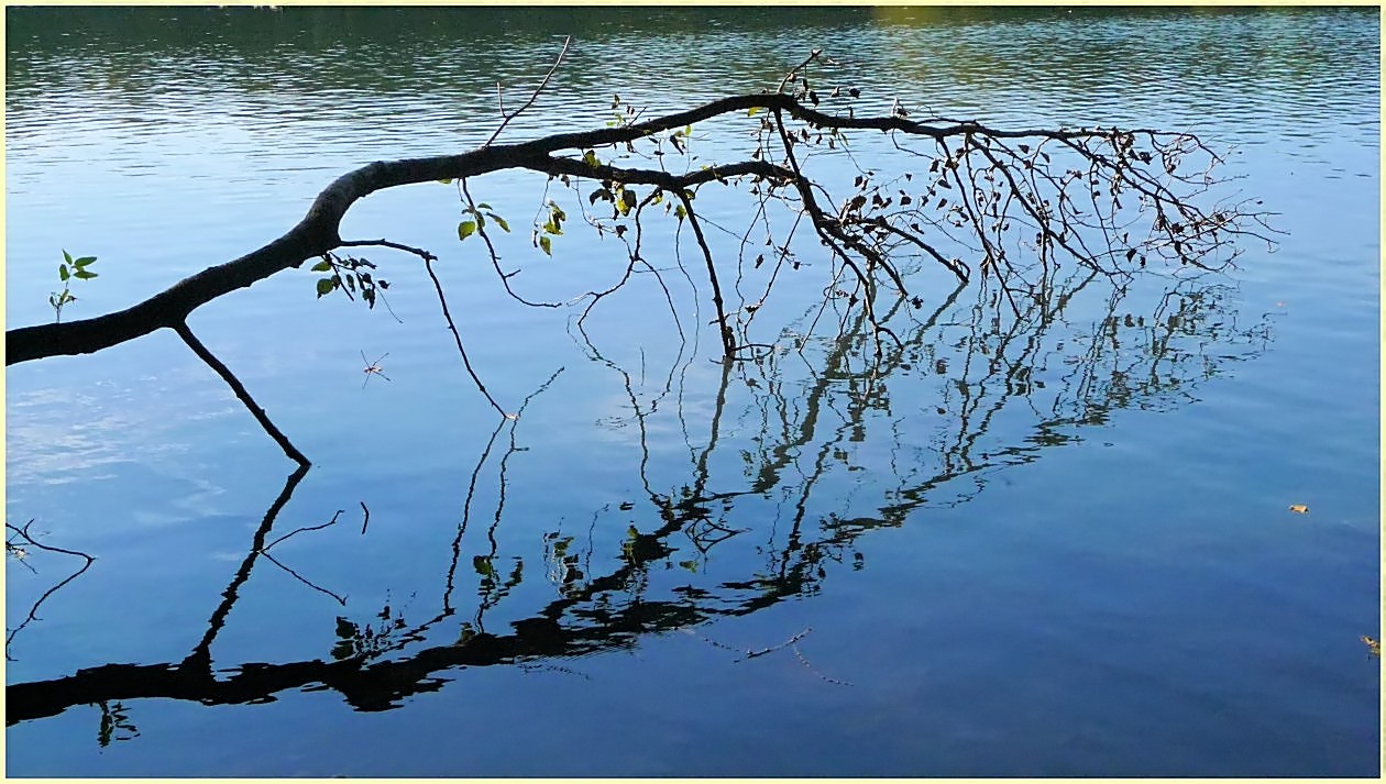 Schräger Ast am See