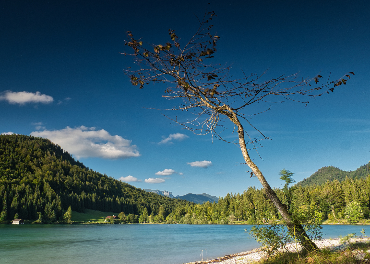 Schräger Baum am See 