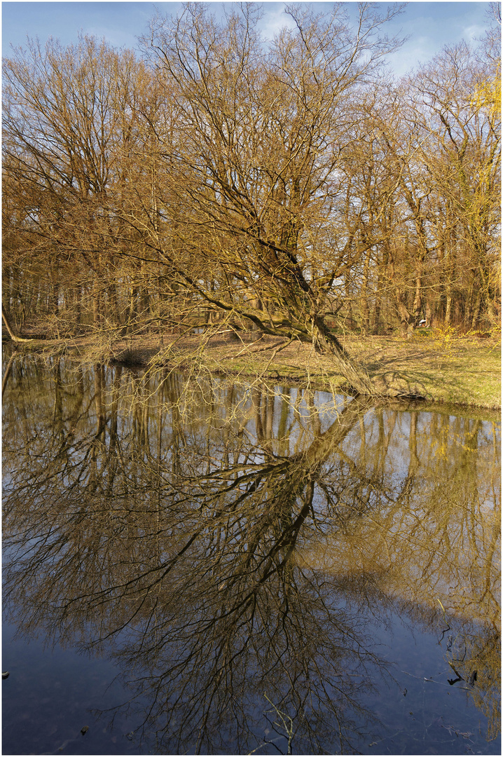 Schräger Baum am Wassergraben