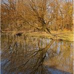 Schräger Baum am Wassergraben