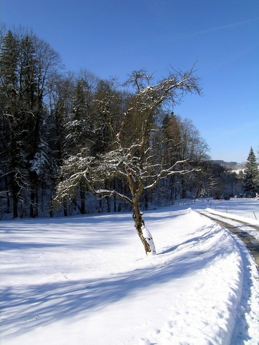 Schräger Baum am Weg