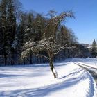 Schräger Baum am Weg