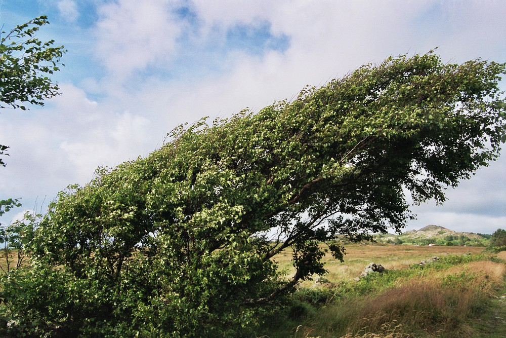 schräger Baum