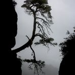 Schräger Baum im Nebel (sächs. Schweiz)