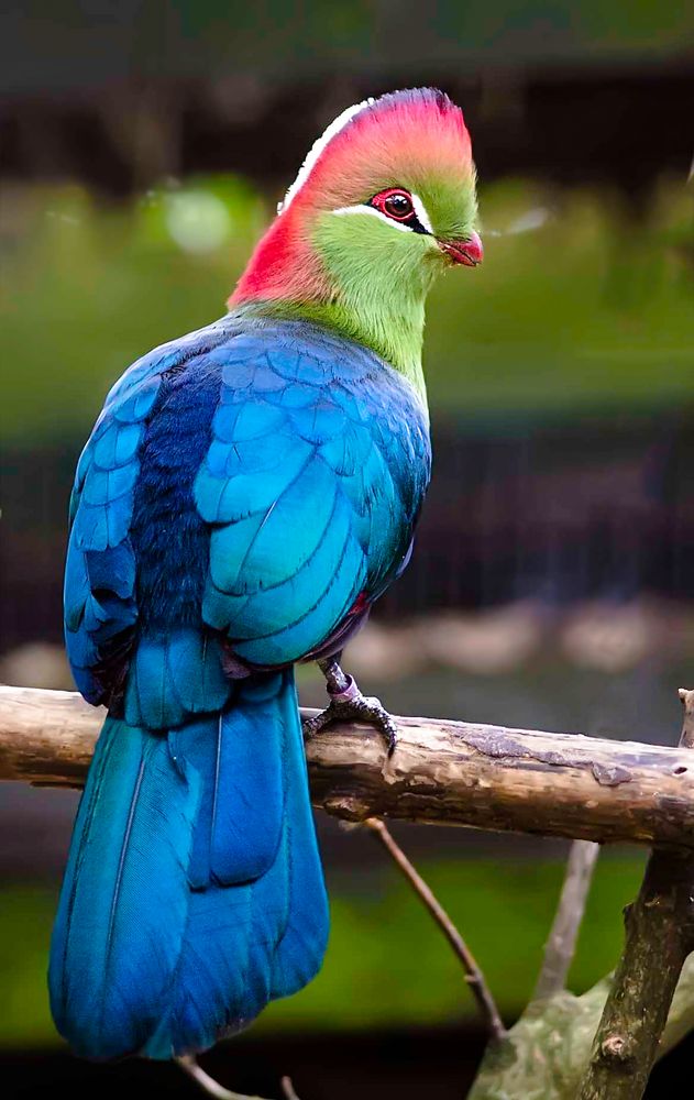 Schräger bunter Vogel ....