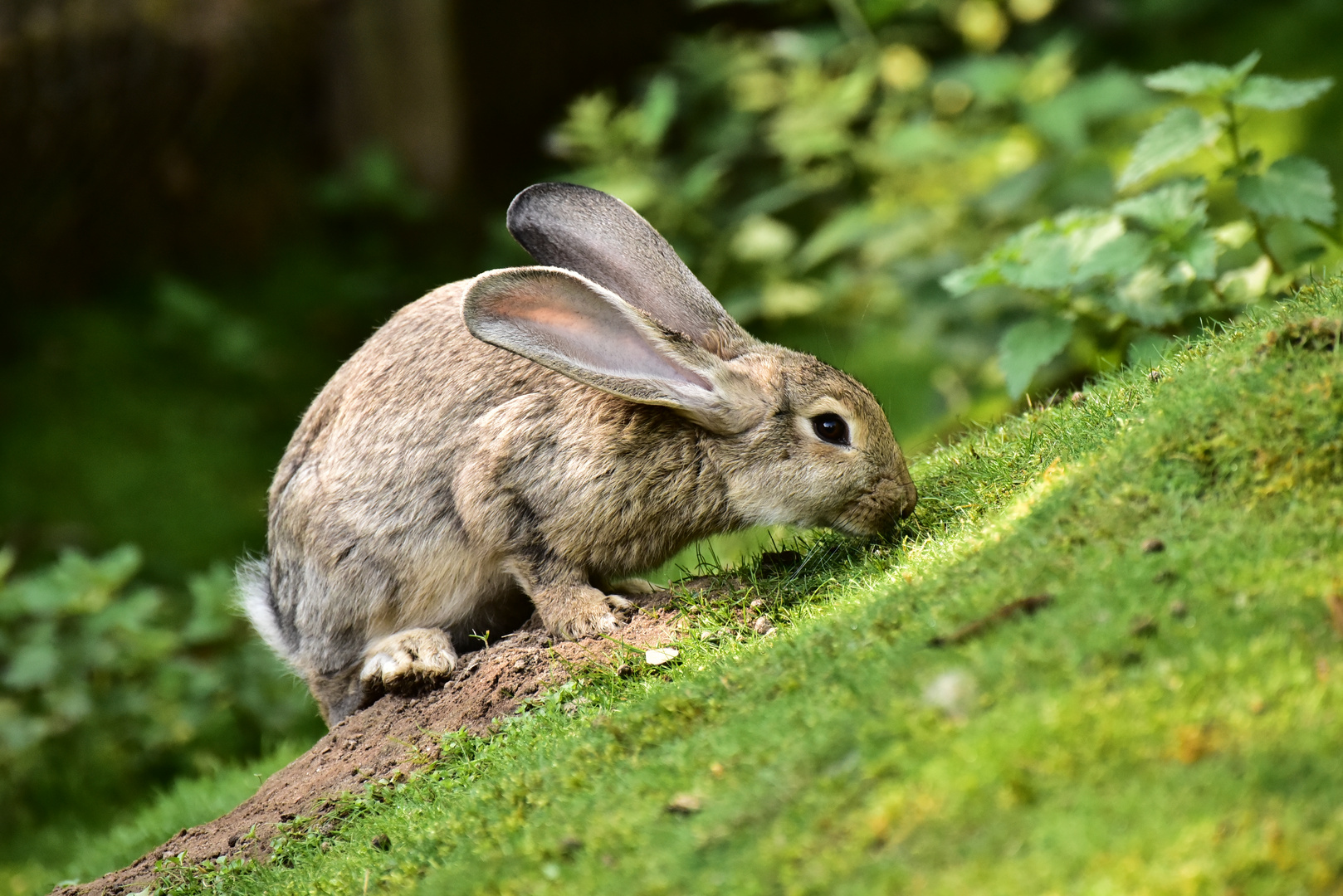 schräger Hase