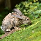 schräger Hase