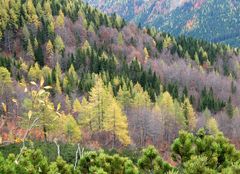 Schräger Herbstwald