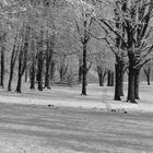 Schräger Jungwald im Winter (Deixlfurt 5-2297 16x9 ar)