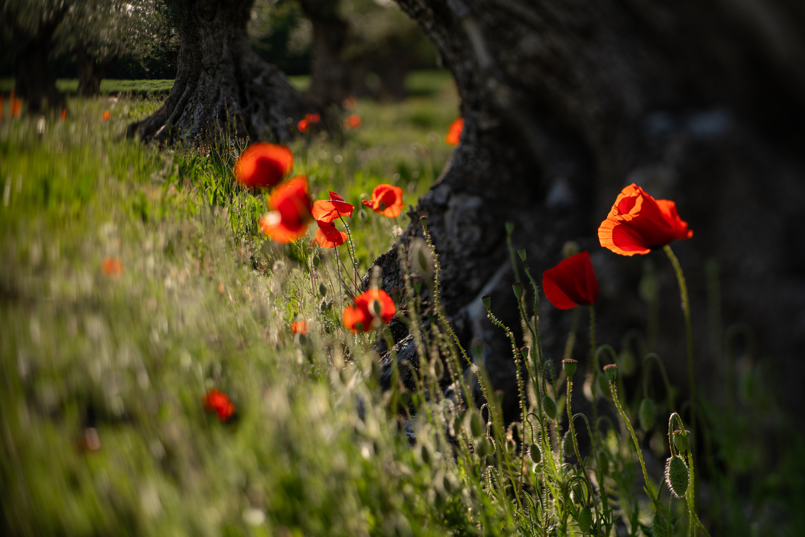 schräger Mohn