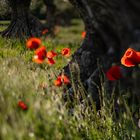 schräger Mohn