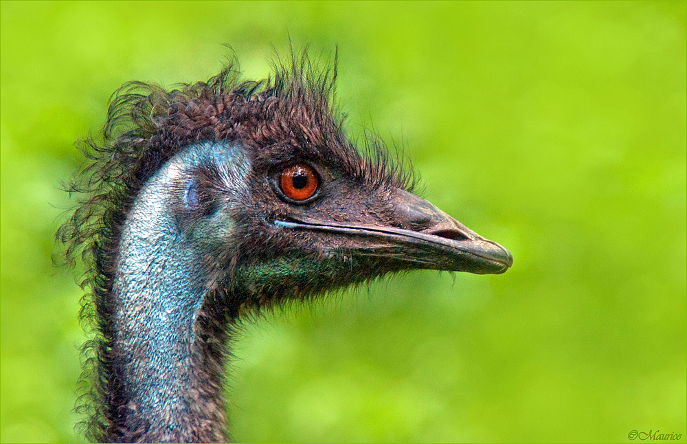 SCHRÄGER VOGEL