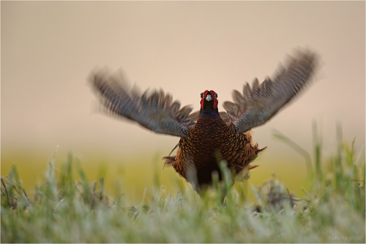 Schraeger Vogel