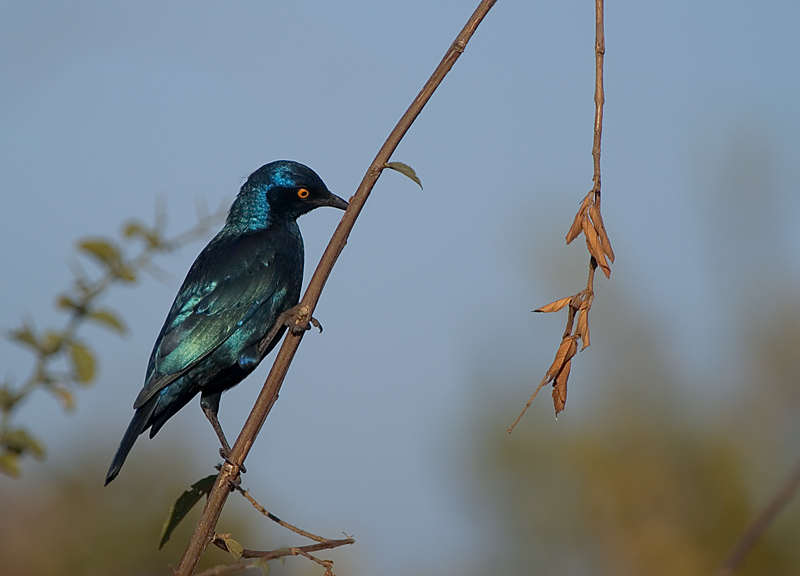 Schräger Vogel ;-)