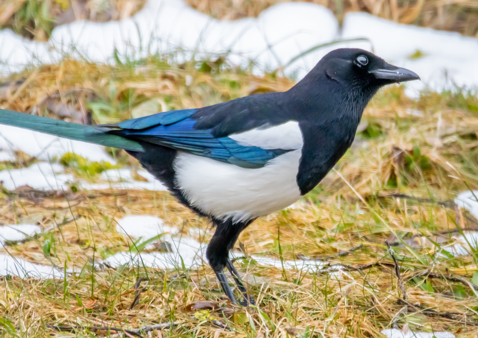 schräger Vogel...