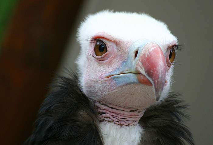 Schräger Vogel!