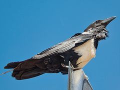 Schräger Vogel