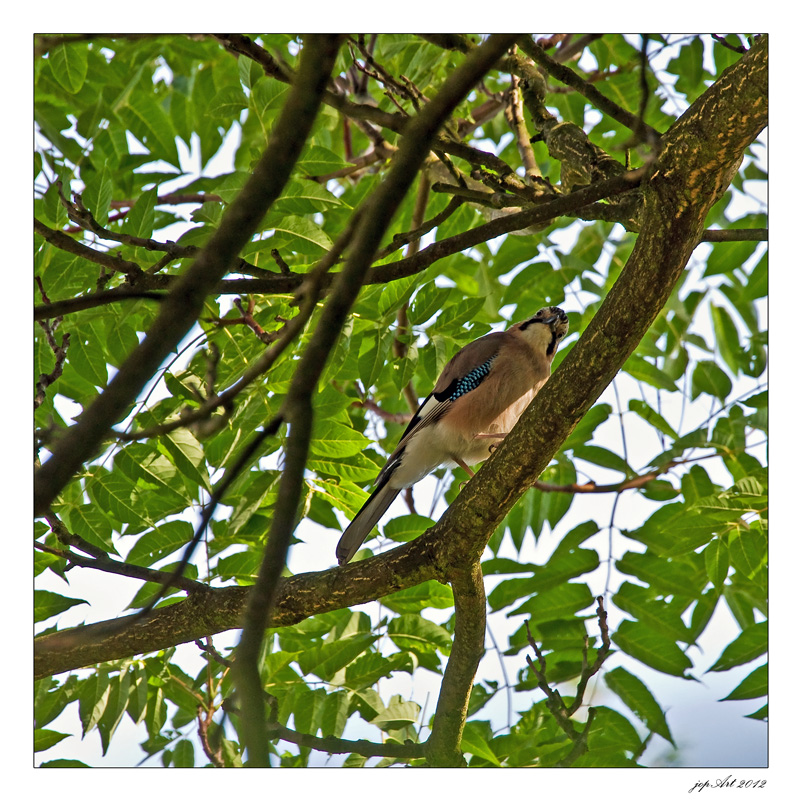 Schräger Vogel....