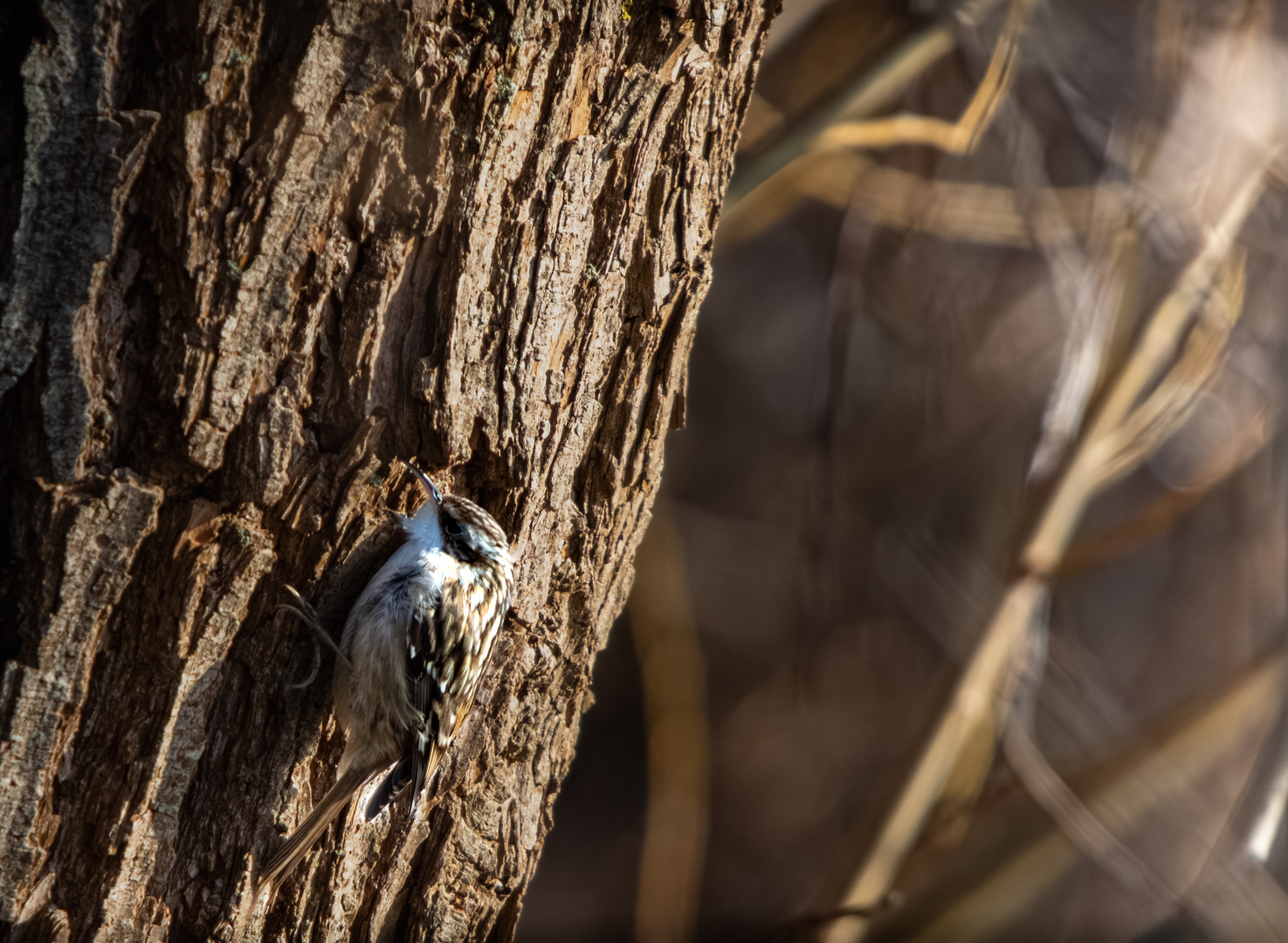 Schräger Vogel