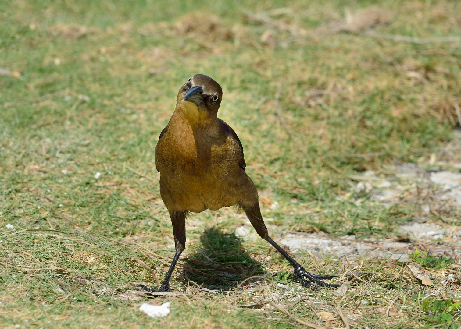 Schräger Vogel