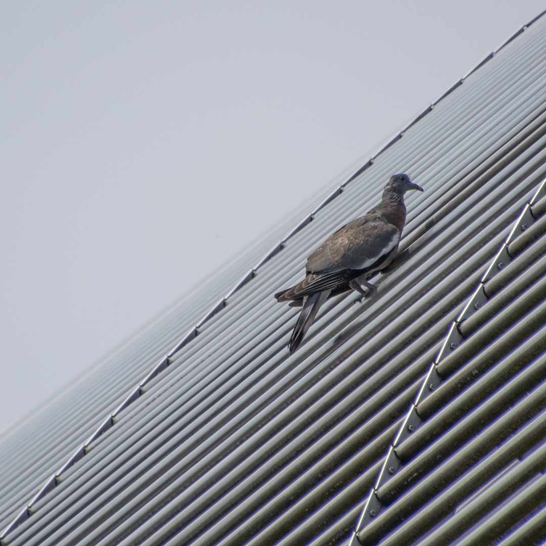 Schräger Vogel