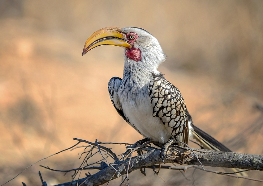 Schräger Vogel