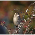 Schräger Vogel