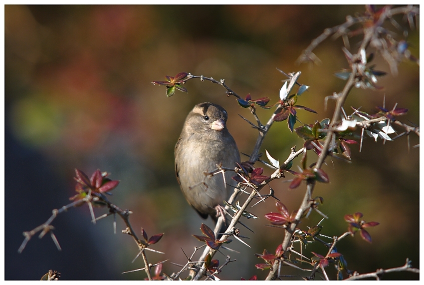 Schräger Vogel