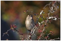 Schräger Vogel