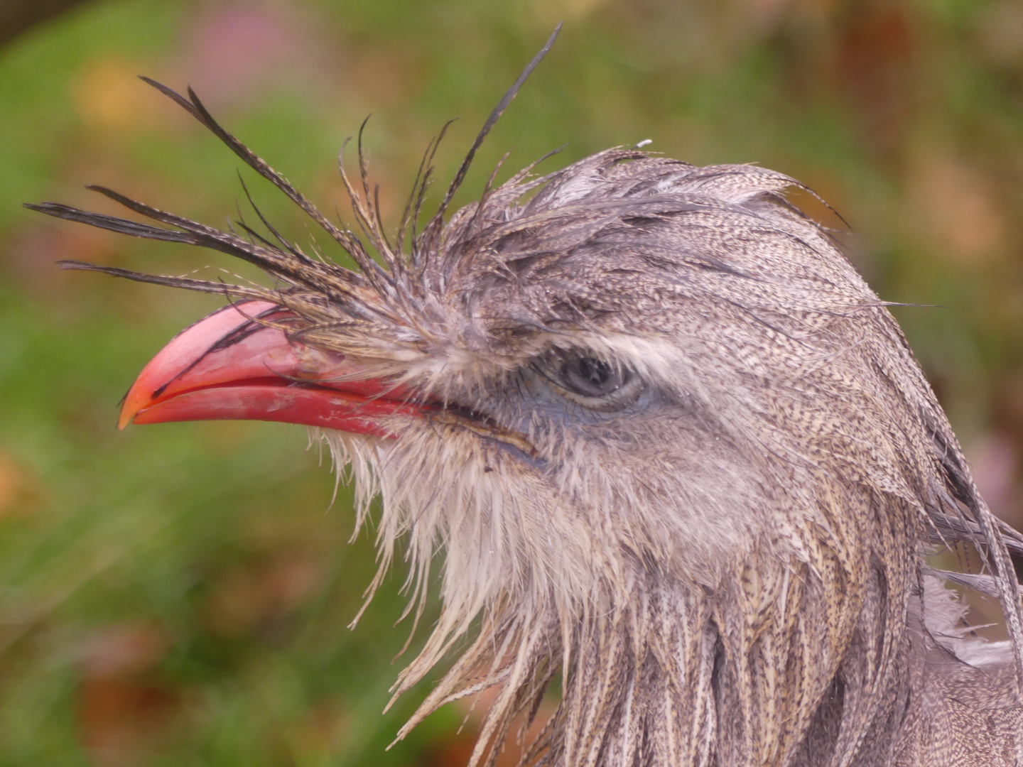 schräger Vogel