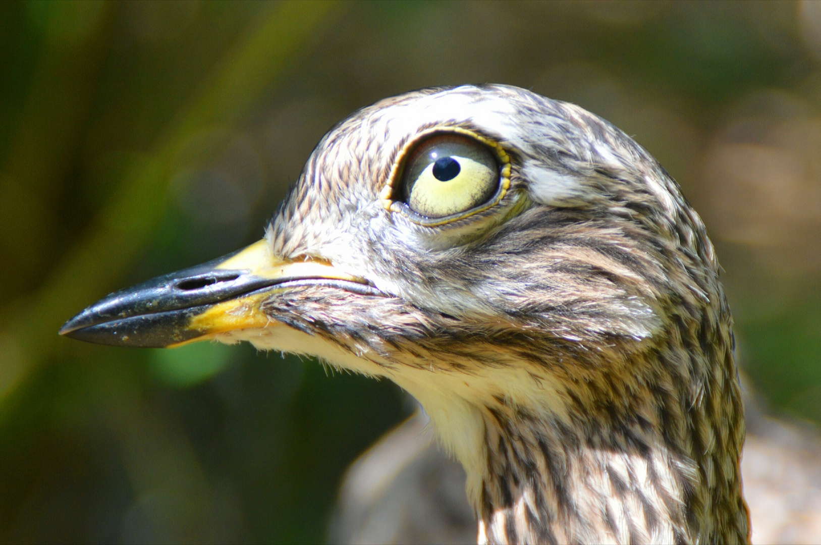 Schräger Vogel