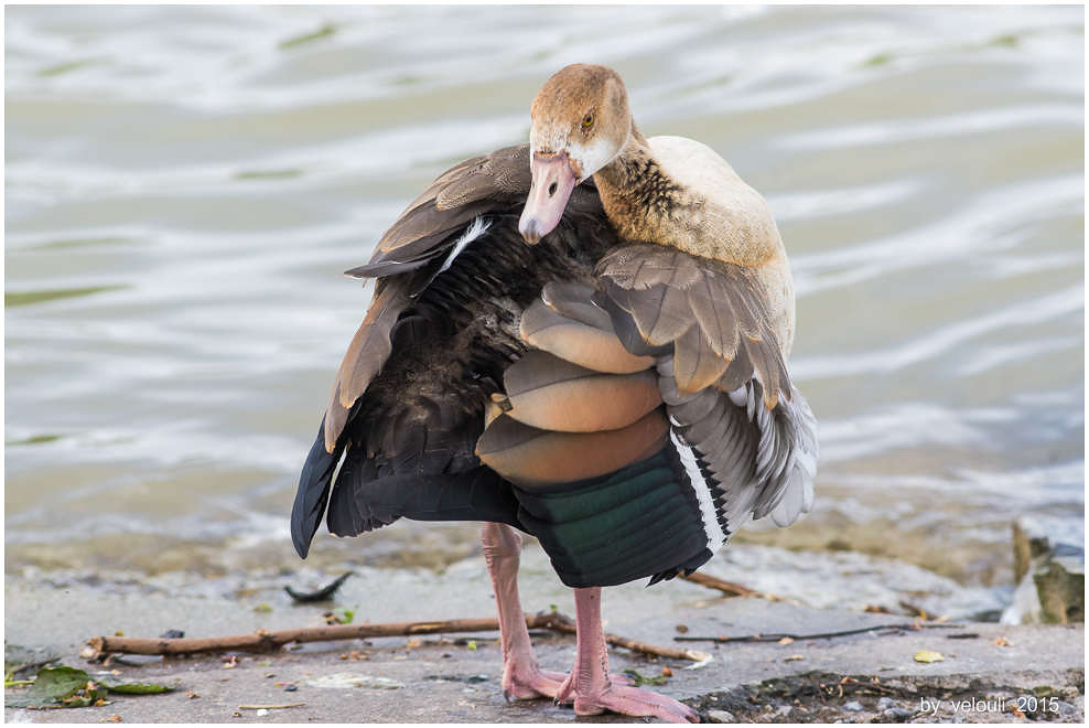 schräger Vogel