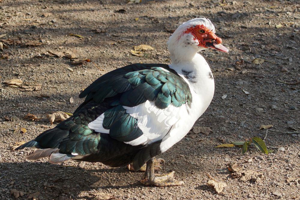 Schräger Vogel