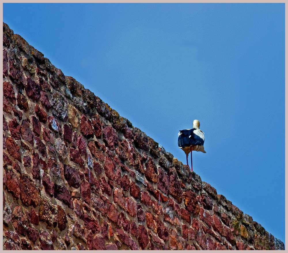 - Schräger Vogel -