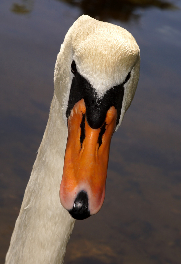 Schräger Vogel...