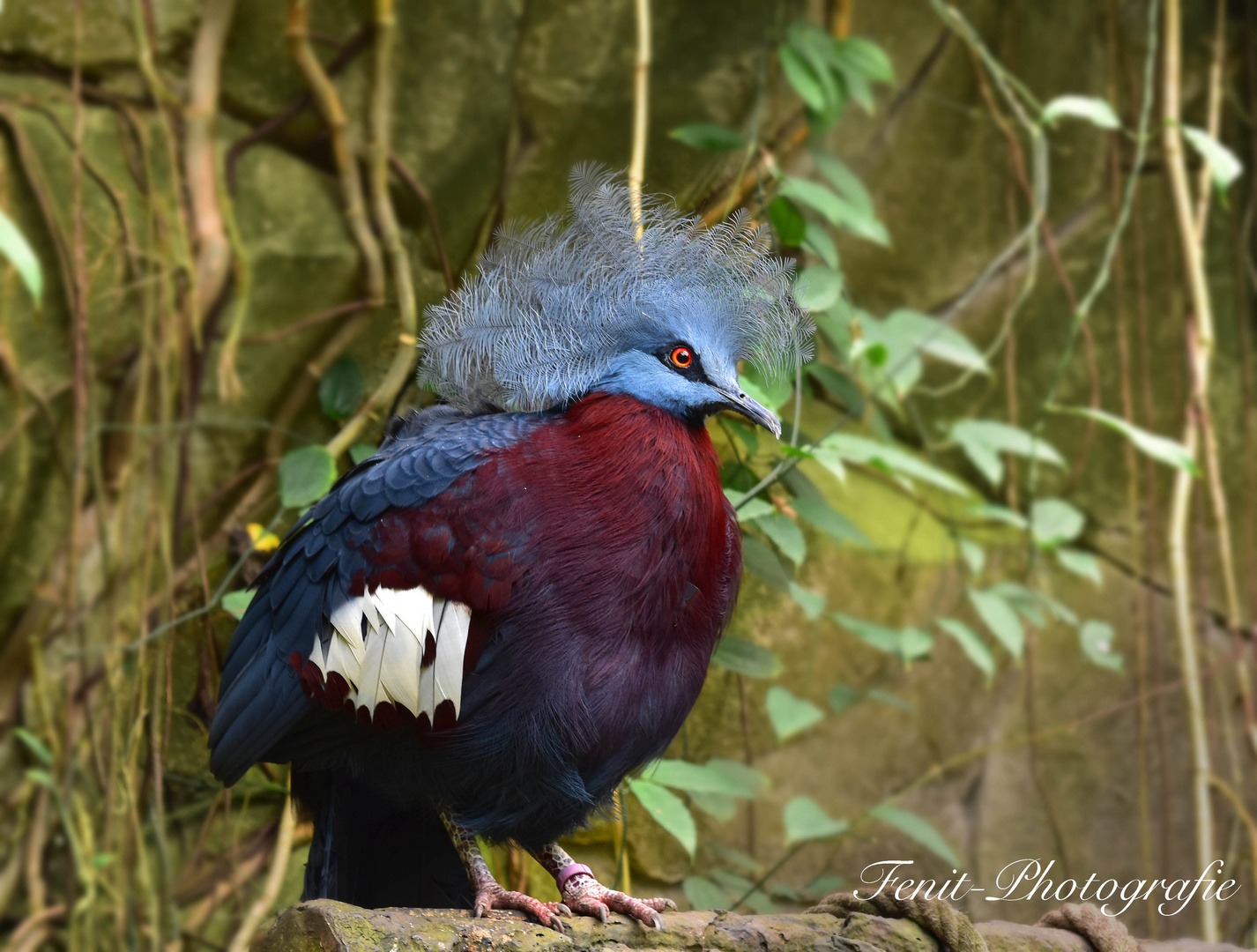 Schräger Vogel