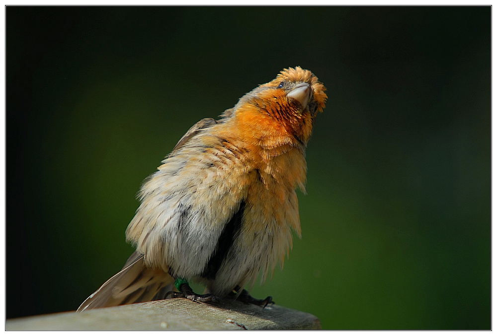 Schräger Vogel