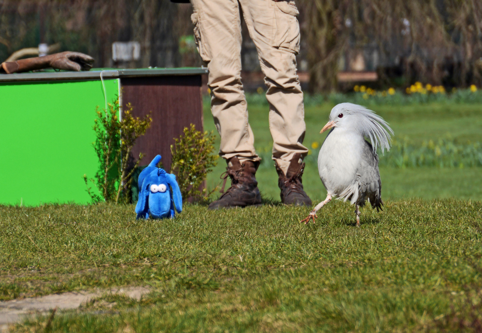 Schräger Vogel