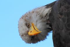 Schräger Vogel