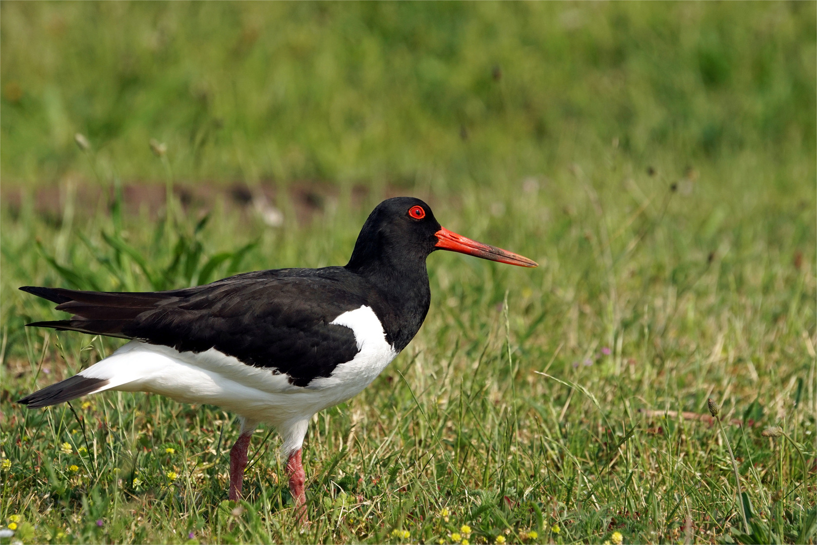 Schräger Vogel - Austernfischer