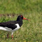 Schräger Vogel - Austernfischer