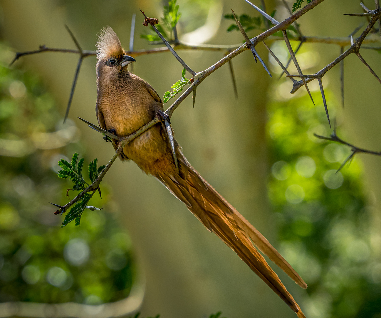 Schräger Vogel