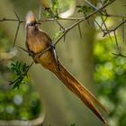 Schräger Vogel