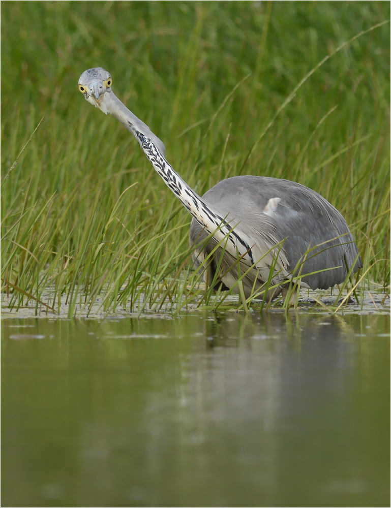 Schräger Vogel